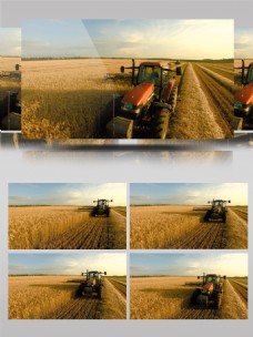 小麦农业丰收视频机械收割小麦