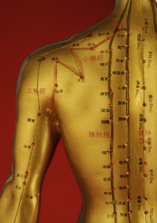 人体模型左肩膀人体穴位模型