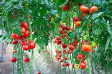 绿色蔬菜地里长的新鲜西红柿