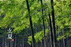 立夏二十四节气竹林图片