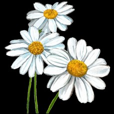温婉白色花朵手绘菊花装饰元素