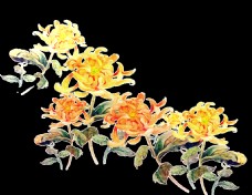 热情黄色花朵手绘菊花装饰元素