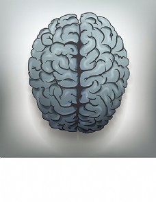 人体器官大脑