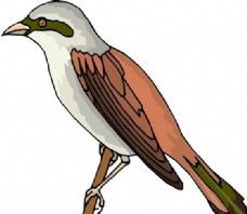 鸟类动物各种鸟类鸟动物矢量素材EPS格式0443