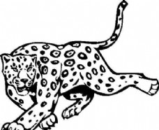 豹野生动物矢量CDR05
