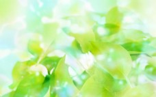 绿色阳光树叶背景素材图