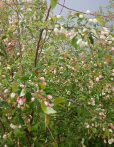 山荆子树花粉色图片