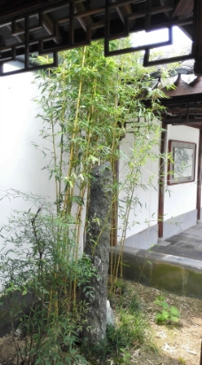 园林竹子图片