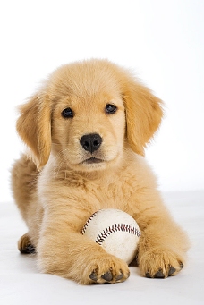 宠物狗小狗和垒球