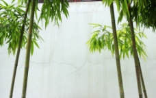 白墙绿竹图片