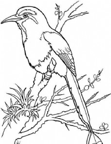 鸟类动物鸟类素描动物素描