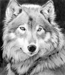 狼动物插图22