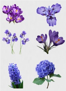 牡丹紫色鲜花免扣PNG花朵素材