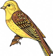 鸟类动物各种鸟类鸟动物矢量素材EPS格式0183