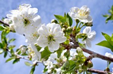 春季主题白色花朵背景