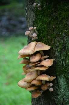 毒蘑菇野蘑菇图片