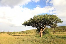 非洲草原树木景色