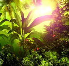 景观水景热带雨林植物摄影图片