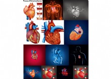 人体器官人体心脏器官