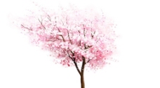 樱花树浪漫背景