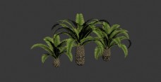 树木棕榈树3d模型图片