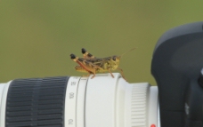 爱拍照的蚂蚱图片