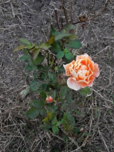 美丽的橙花玫瑰