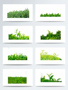 实物植物叶子绿茶叶子PNG元素