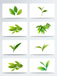 绿色叶子实物各种形状的绿茶叶子PNG元素