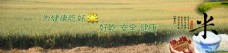 种植业 水稻大米全屏展示图