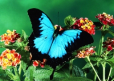 蓝蝴蝶图片