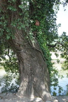 古老的大树图片