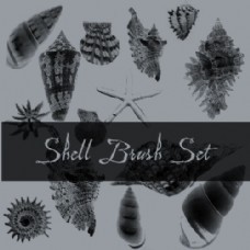 贝壳、海螺、海星等海洋生物photoshop笔刷素材