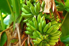 绿色蔬菜香蕉树上的香蕉
