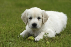 爱上草地上玩耍的小狗