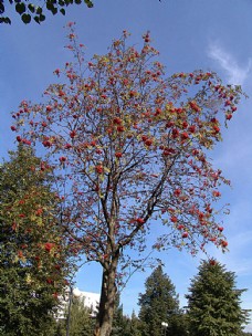 大自然秋天红色果子树
