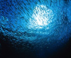 深海鱼深海中的鱼群