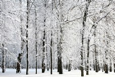 冬天美丽森林雪景
