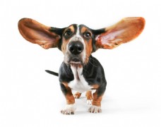 可爱狗狗可爱特别长耳朵深色宠物狗产品实物