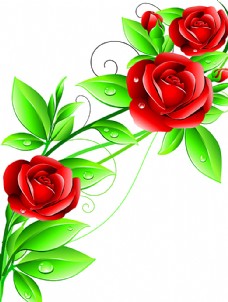 玫红色玫瑰红玫瑰花矢量图片