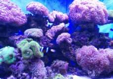 海底珊瑚摄影图图片