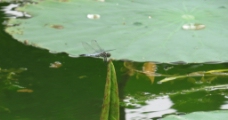 灰蜻蜓图片