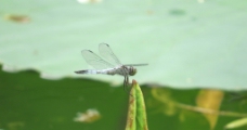 灰蜻蜓图片