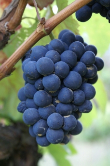 紫葡萄图片