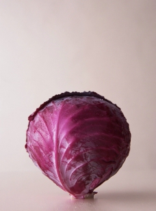 紫色包菜图片