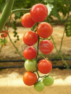 未成熟的番茄