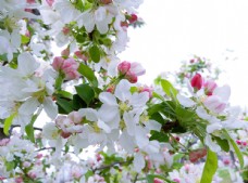 白色花苹果花图片