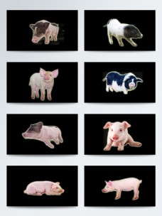 宠物猪产品实物动物猪PNG元素