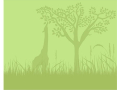 长颈鹿和树剪影-