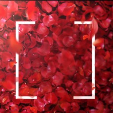 红色大气玫瑰花瓣背景图